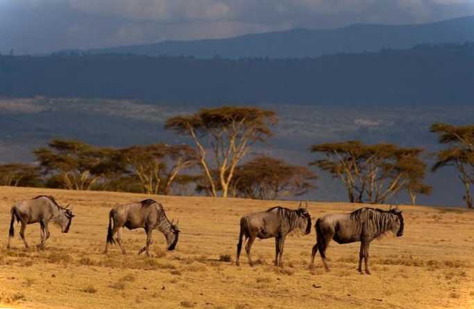 15 основних визначних пам'яток Кенії